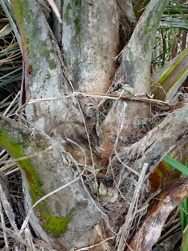 Ravenea rivularis, photograph 4