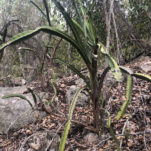 pitahaya (Leptocereus quadricostatus)