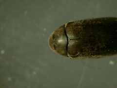 Calymmaderus solidus