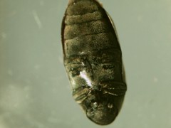 Calymmaderus solidus
