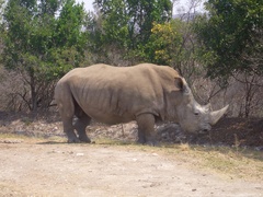 Ceratotherium simum