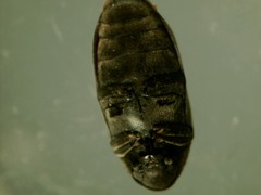 Calymmaderus solidus
