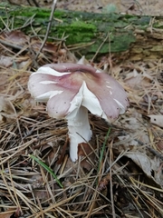 Russula caerulea