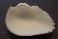 Anadara uropigimelana