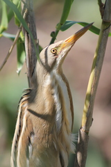 Ixobrychus involucris