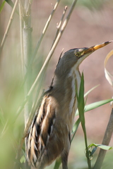 Ixobrychus involucris