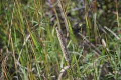 Liatris pycnostachya