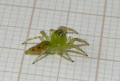 Acragas trimaculatus