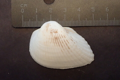 Anadara uropigimelana