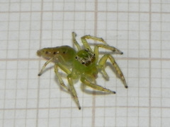 Acragas trimaculatus