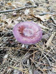 Russula caerulea