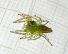 Acragas trimaculatus