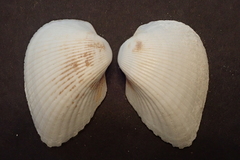 Anadara uropigimelana