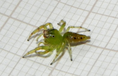Acragas trimaculatus