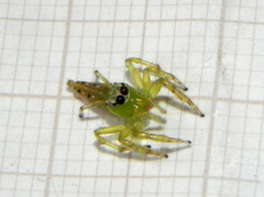 Acragas trimaculatus