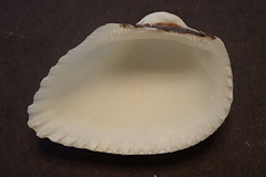 Anadara uropigimelana