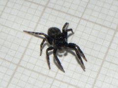 Coryphasia nigriventris