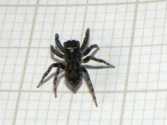 Coryphasia nigriventris