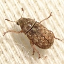 Trigonorhinus