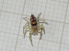 Noegus comatulus