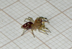 Noegus comatulus
