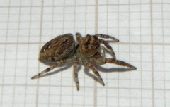 Metaphidippus