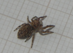 Metaphidippus