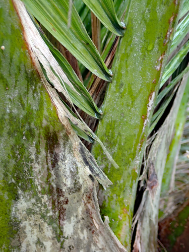 Ravenea rivularis, photograph 5
