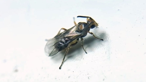 Habrobracon hebetor observed 2025-07-08