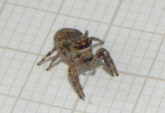 Metaphidippus