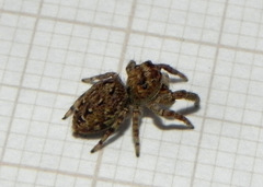 Metaphidippus