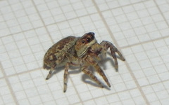 Metaphidippus