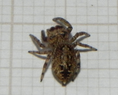 Metaphidippus