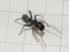 Sarinda nigra