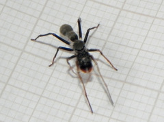 Sarinda nigra