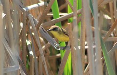 Pseudocolopteryx flaviventris