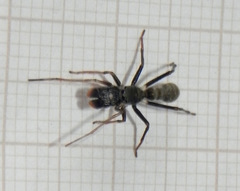Sarinda nigra