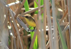 Pseudocolopteryx flaviventris