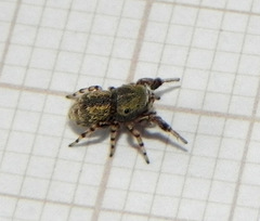 Tacuna delecta