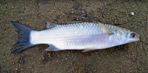Goldspot mullet (Liza argentea) — Mugilidae — 2