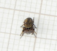 Tacuna delecta
