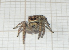 Gastromicans tesselata