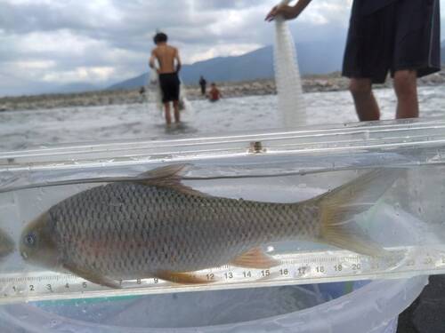 Deepbody shovelnose (Onychostoma alticorpus) — Cyprinidae — 3