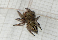 Gastromicans tesselata