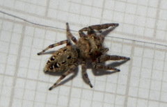 Gastromicans tesselata