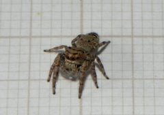 Gastromicans tesselata