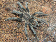 Plesiopelma