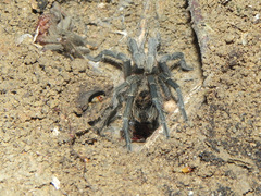 Plesiopelma
