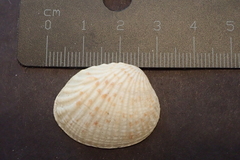 Gafrarium pectinatum