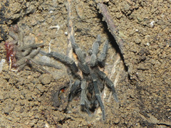 Plesiopelma